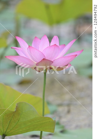Bright pink lotus flower Bright pink lotus flower 128494792