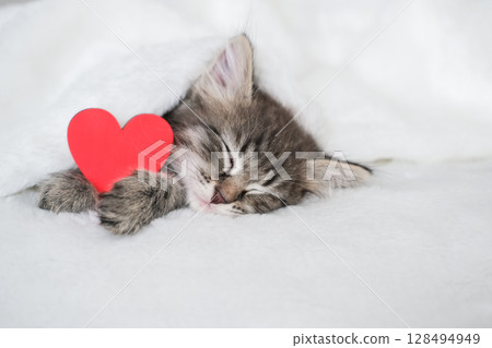 Serene tabby kitten sleeps deeply under soft white blanket with prominent red heart nestled beside it, symbolizing love and affection Serene tabby kitten sleeps deeply under soft white blanket with prominent red heart nestled beside it, symbolizing love and affection 128494949