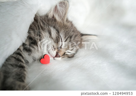 Tiny tabby kitten is sound asleep under soft white blanket with small red heart resting near its nose, evoking love and affection Tiny tabby kitten is sound asleep under soft white blanket with small red heart resting near its nose, evoking love and affection 128494953
