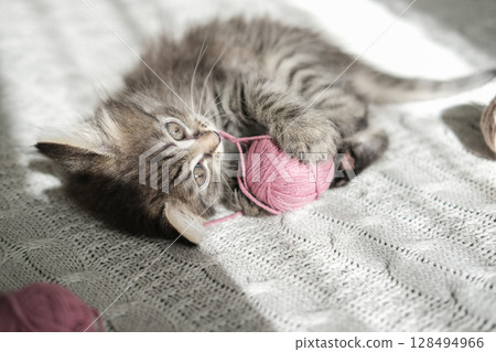 Fluffy tabby kitten playfully engages with pink ball of yarn on knitted blanket. Ideal for themes of pet play, crafts and cozy domestic scenes Fluffy tabby kitten playfully engages with pink ball of yarn on knitted blanket. Ideal for themes of pet play, crafts and cozy domestic scenes 128494966