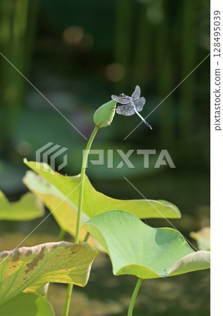 精緻的蜻蜓 128495039