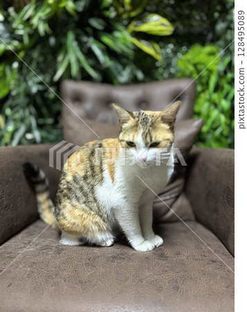 street cat walks through the evening city. High quality photo 128495089