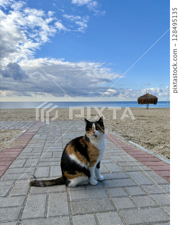 street cat walks through the evening city. High quality photo 128495135