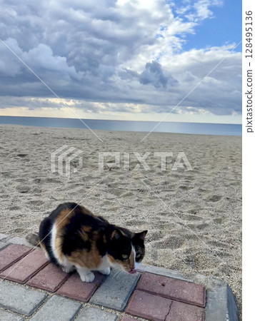 street cat walks through the evening city. High quality photo 128495136