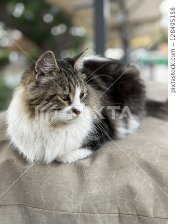 street cat walks through the evening city. High quality photo 128495158