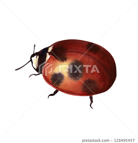 Watercolor hand-drawn red ladybug. Watercolor hand-drawn red ladybug. 128495457