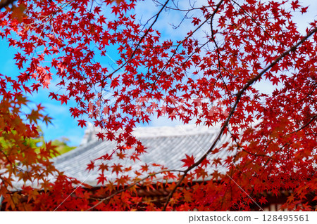 Jingoji Temple surrounded by autumn leaves Jingoji Temple surrounded by autumn leaves 128495561