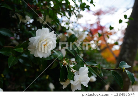 White mountain flowers White mountain flowers 128495574