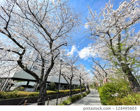 東京板橋高島平住宅區櫻花樹成蔭 128495603