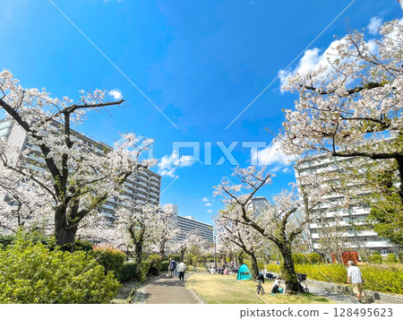 東京板橋高島平住宅區櫻花樹成蔭 128495623