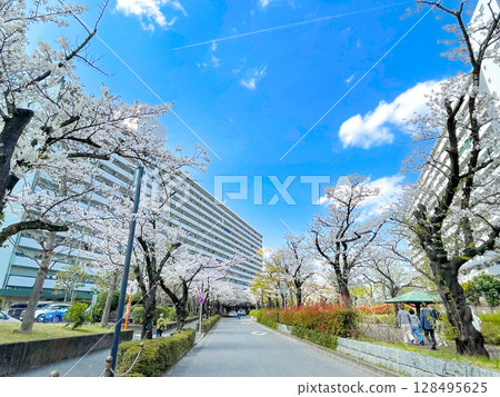 Cherry blossom trees lined the Takashimadaira housing complex in Itabashi, Tokyo 128495625