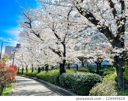 東京板橋高島平住宅區櫻花樹成蔭 東京板橋高島平住宅區櫻花樹成蔭 128495629