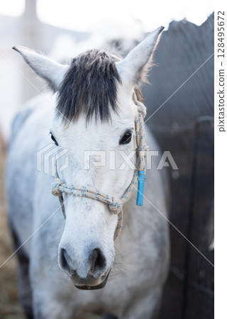 A curious white horse looks over a weathered blue stable door, catching sunlight on its features. A curious white horse looks over a weathered blue stable door, catching sunlight on its features. 128495672