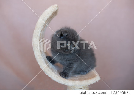 Grey British little cat looks away Grey British little cat looks away 128495673