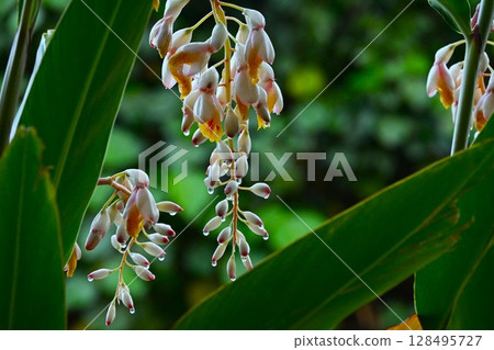 Shell ginger after the rain 128495727
