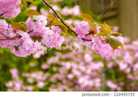 fragrant blossom of sakura in spring. pink nature background. japanese plant adapted for ukraine climate. twigs of kanzan species with lush flowers 128495735