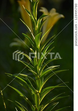 黃色喇叭百合 128495780