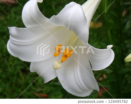 Yellow stamens and wet pistils of trumpet lilies Yellow stamens and wet pistils of trumpet lilies 128495782