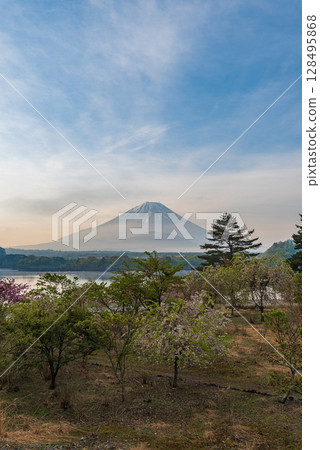 Mt. Fuji and Lake Shoji in the morning mist Mt. Fuji and Lake Shoji in the morning mist 128495868