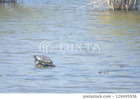 A freshwater turtle basking in the sun in a river A freshwater turtle basking in the sun in a river 128495936
