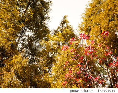 秋葉樹 128495945