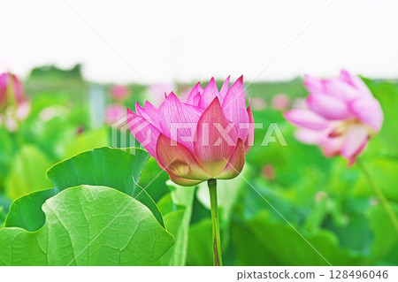 蓮田中盛開的紅蓮花（夏季，7月） 128496046