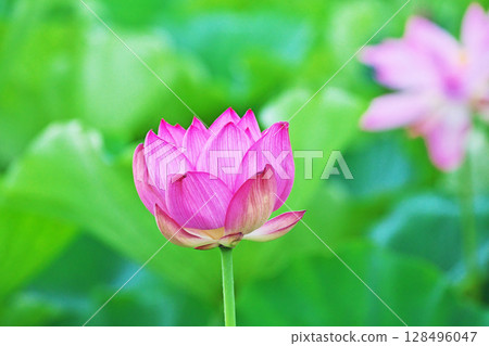 Red lotus flowers blooming in a lotus field (Summer, July) Red lotus flowers blooming in a lotus field (Summer, July) 128496047