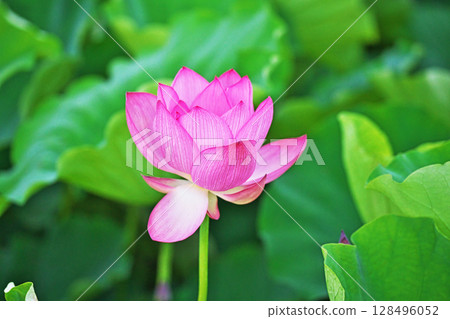 蓮田中盛開的紅蓮花(夏季,7月) 蓮田中盛開的紅蓮花(夏季,7月) 128496052