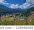 Cosmos blooming in Shirakawa-go 128496088