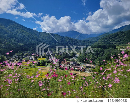 Cosmos blooming in Shirakawa-go Cosmos blooming in Shirakawa-go 128496088