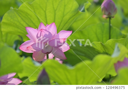 beautiful pink lotus flower 128496375