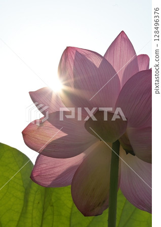 Lotus flower transparent to light 128496376