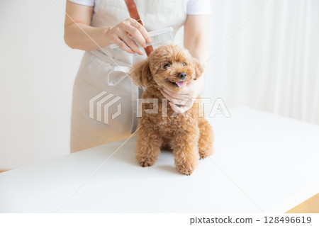 Groomer: Toy poodle grooming 128496619