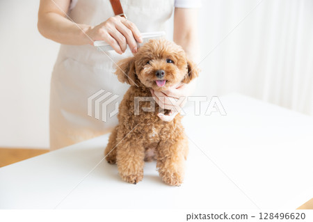 Groomer: Toy poodle grooming Groomer: Toy poodle grooming 128496620