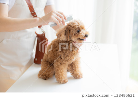美容師：玩具貴賓犬美容 128496621