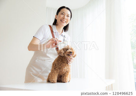 Groomer: A groomer trimming a toy poodle 128496625