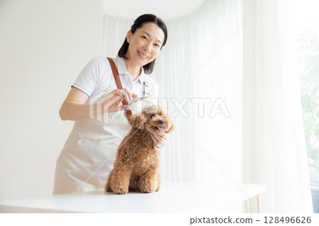Groomer: A groomer trimming a toy poodle Groomer: A groomer trimming a toy poodle 128496626