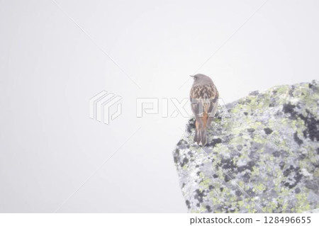 一隻岩雲雀（Prunella collaris resting）在霧中的岩石上休息 128496655