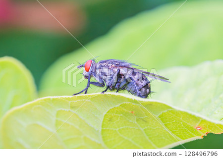 a fly perched on a leaf a fly perched on a leaf 128496796