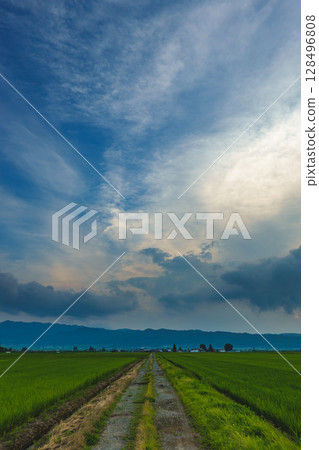 夏天天空和米領域 夏天天空和米領域 128496808