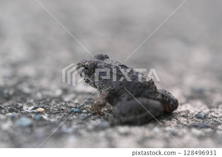 Bamboo shoots Bamboo shoots 128496931