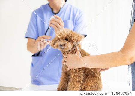 Veterinarian: Toy poodle receiving vaccination 128497054