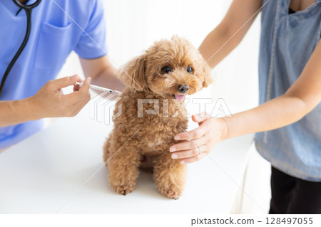 Veterinarian: Toy poodle receiving vaccination 128497055