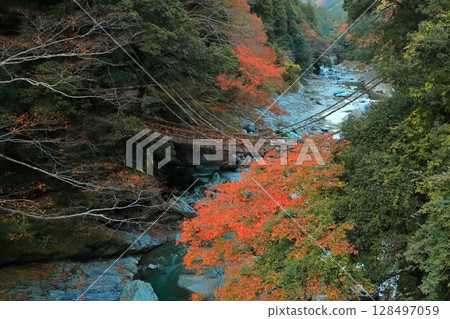 [Tokushima Prefecture] Autumn leaves (Kazura Bridge in Iya) 128497059