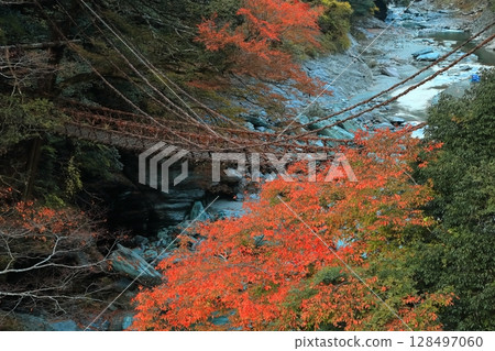 [Tokushima Prefecture] Autumn leaves (Kazura Bridge in Iya) 128497060