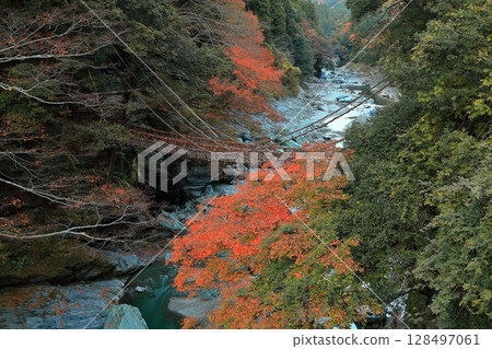 [Tokushima Prefecture] Autumn leaves (Kazura Bridge in Iya) 128497061