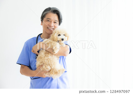 Veterinarian: Portrait of a veterinarian holding a Bichon Poo 128497097