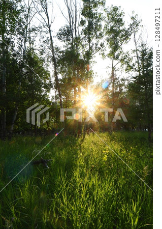 a ray of sunshine shines on the green grass 128497211