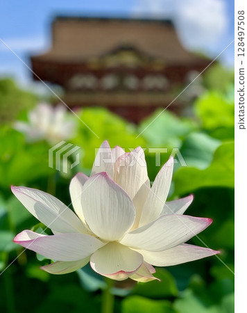 White lotus flowers in full bloom and Zuishinmon Gate, shining against the greenery (Iga Hachimangu Shrine, Okazaki City, Aichi Prefecture) 128497508