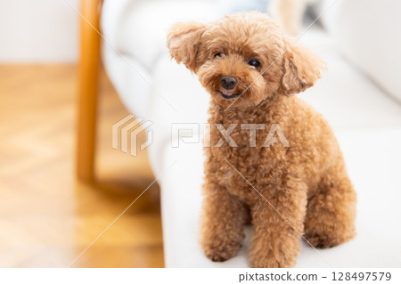 Toy poodle to relax on sofa 128497579